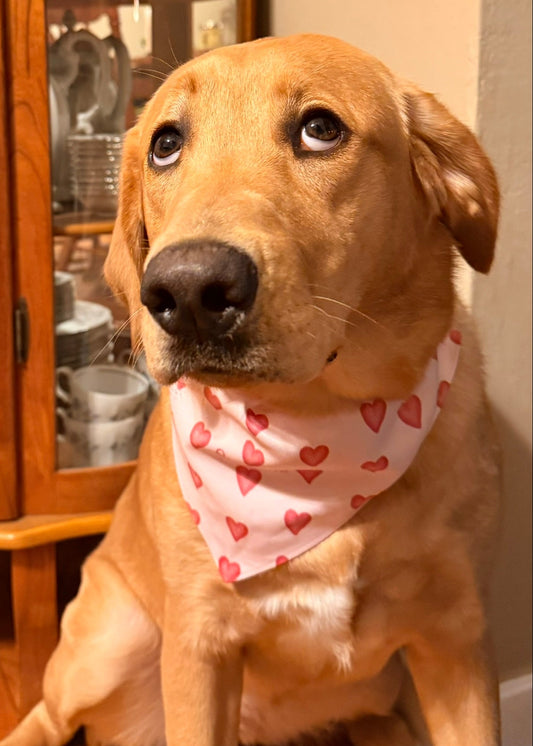 Dog wearing a pink bandana with heart patterns sitting in a room.